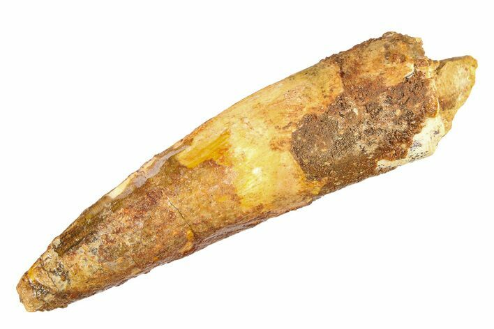 Fossil Spinosaurus Tooth - Real Dinosaur Tooth #298163